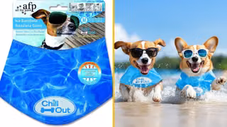 Collier Chien Fraicheur